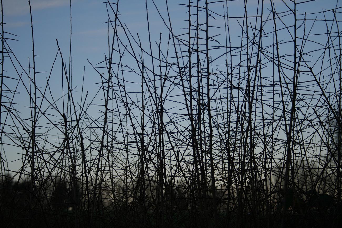Blackthorn
